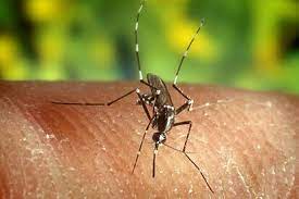 Advierten por una nueva invasión de mosquitos en La Plata: ¿cuándo llegaría y qué recomiendan los expertos?